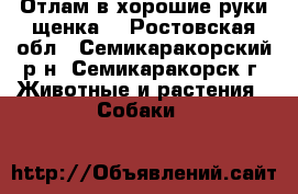 Отлам в хорошие руки щенка. - Ростовская обл., Семикаракорский р-н, Семикаракорск г. Животные и растения » Собаки   